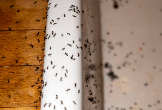 Best Ant Control Services  in Long Prairie, MN